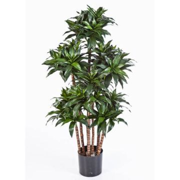 Artificial Dracaena Fragrans Compact DOMINGO, real stems, green, 4ft/120cm