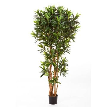 Artificial Ficus Longifolia MIKE, real stems, green, 5ft/150cm