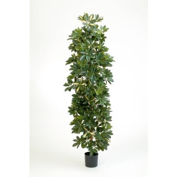 Fake Schefflera ANDREW, natural stems, green-white, 6ft/180cm