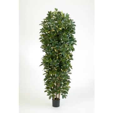 Fake Schefflera ANDREW, natural stems, green-white, 7ft/200cm
