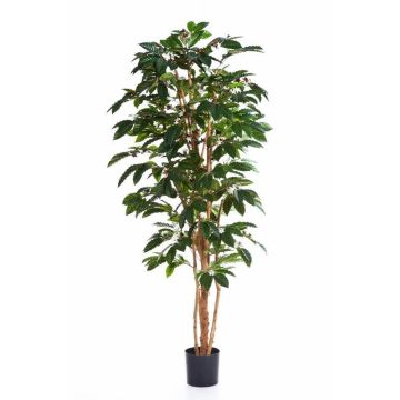 Artificial coffee tree MOKA, 329 leaves, green, 4ft/120cm