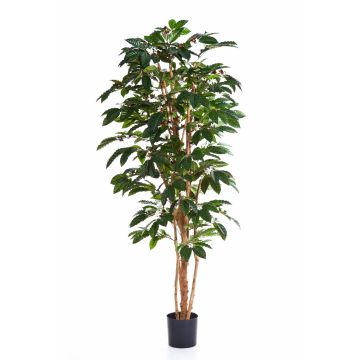 Artificial Coffee tree MOKA, real stems, green, 7ft/210cm