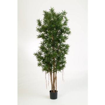 Fake Podocarpus MATEO, natural stems, green, 5ft/150cm