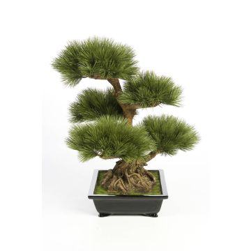 Fake Bonsai Pine TAYLOR, aerial roots, ceramic bowl, 28"/70cm