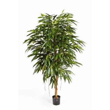 Fake Ficus Longifolia HISA, natural stem, green, 7ft/210cm