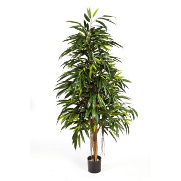 Artificial Ficus Longifolia LENYA, real stems, green, 5ft/150cm