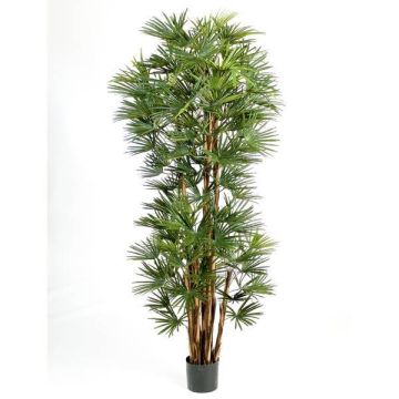 Artificial Broadleaf lady palm SERENA, 5ft/150cm