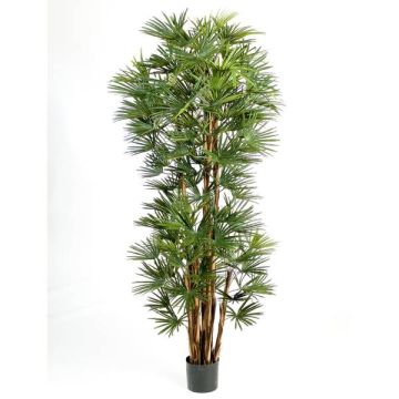 Artificial Broadleaf lady palm SERENA, 6ft/180cm
