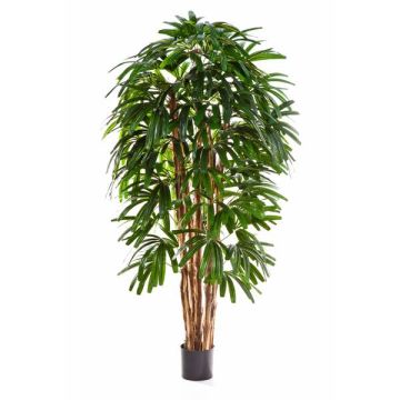 Artificial Broadleaf lady palm NATHANIEL, hardly inflammable, 5ft/150cm