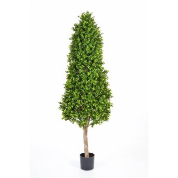 Artificial Boxwood pyramid topiary TOM, natural stem, 6ft/170cm