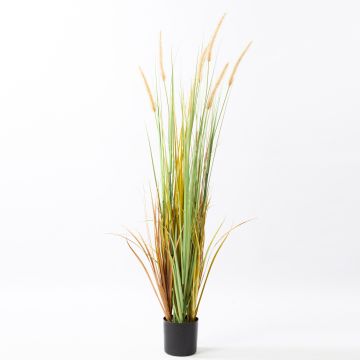 Silk fountain grass LYONEL panicles, in pot, green-brown, 4ft/120cm
