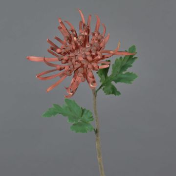 Decorative chrysanthemum YASULI, burgundy, 28"/70cm