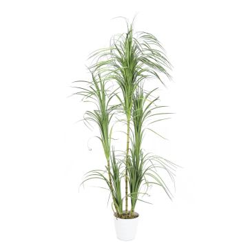 Plastic Dracaena DINARA, artificial stems, decorative pot, green, 7ft/215cm