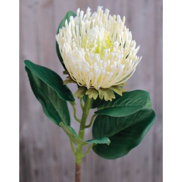 Artificial protea TANJA, cream-white, 26"/65cm
