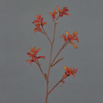 Decorative Anigozanthos LEOBER, red-orange, 30"/75cm Decorative Anigozanthos LEOBER, red-orange, 30"/75cm