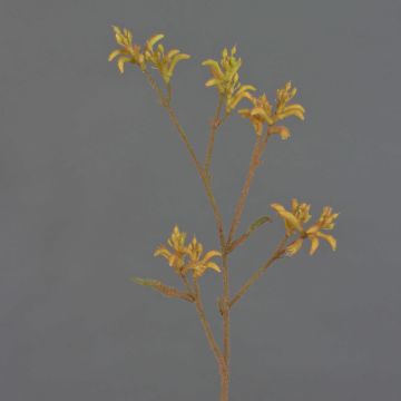 Decorative Anigozanthos LEOBER, orange-yellow, 30"/75cm Decorative Anigozanthos LEOBER, orange-yellow, 30"/75cm