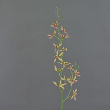 Artificial branch Cattleya orchid TRASSA, light green-red, 31"/80cm