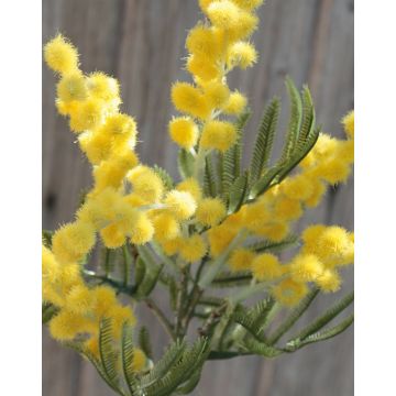 Artificial mimosa branch BENRIKE, flowers, yellow, 16"/40cm, Ø1.2"/3cm