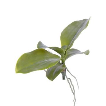 Artificial phalaenopsis leaves PRIMUS, aerial roots, 7"x13"/19x34cm