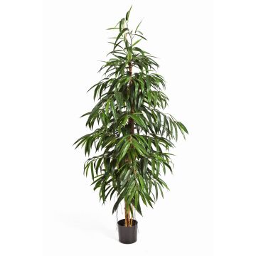Artificial Ficus Longifolia HARU, real stems, hardly inflammable, 7ft/210cm