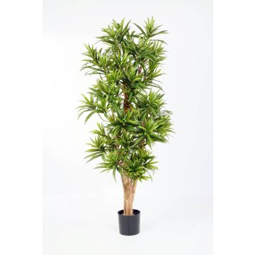Fake Dracaena YASU, real stems, flame-resistant, green, 5ft/150cm