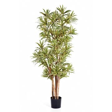 Fake Dracaena YASU, real stems, flame-resistant, green-yellow, 6ft/180cm