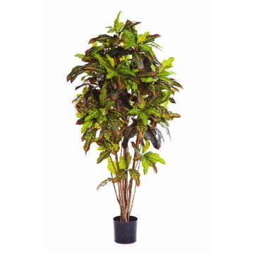 Artificial Croton BEQA, real stems, hardly inflammable, colourful, 5ft/150cm