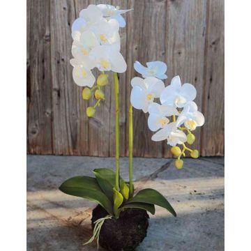 Artificial Phalaenopsis orchid VEENA on soil ball, white, 24"/60cm