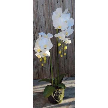 Artificial Phalaenopsis orchid VEENA in soil ball, white, 31"/80cm