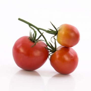 Artificial tomato MEGGY, red, 5.1"x4.7"x2.4"/13x12x6cm
