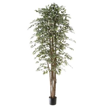 Artificial plant Ficus Benjamina ALEJA, real trunk, green-white, 7ft/210cm