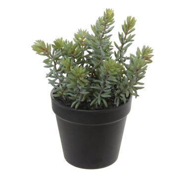 Fake plant Pachyphytum hookeri BERINA, planter, green-grey, 11"/28cm