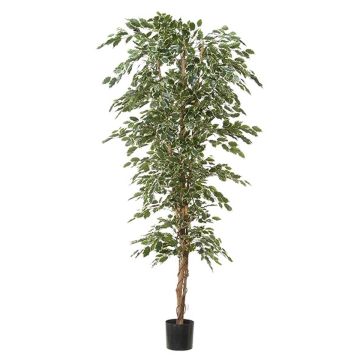 Artificial plant Ficus Benjamina ALEKSA, real trunk, green-white, 8ft/240cm