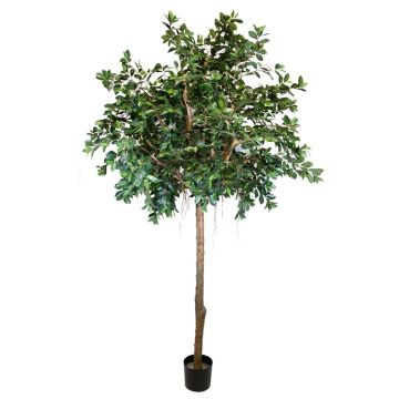 Decorative plant Ficus Benjamina ARSTAN, real trunk, with lianas, green, 10ft/300cm