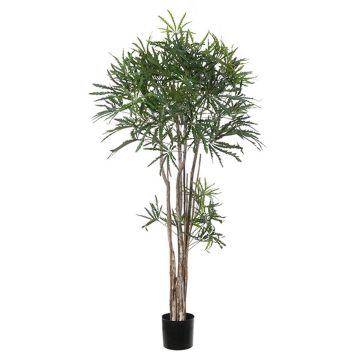 Decorative plant False aralia ASAF, natural trunk, green, 5ft/150cm