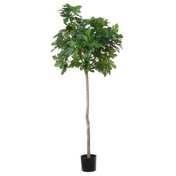 Artificial fig tree BOJANO, natural trunk, green, 6ft/180cm