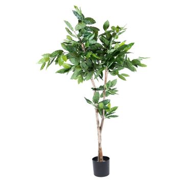 Plastic plant Coffee tree BORRA, natural trunk, 5ft/150cm