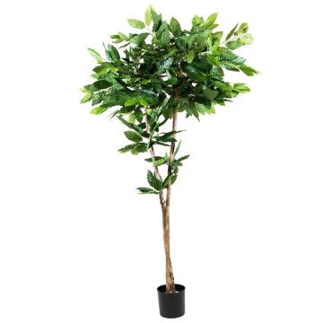 Plastic plant Coffee tree BORRA, natural trunk, 6ft/180cm
