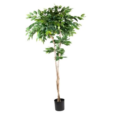 Plastic plant Coffee tree BORRA, natural trunk, 7ft/210cm
