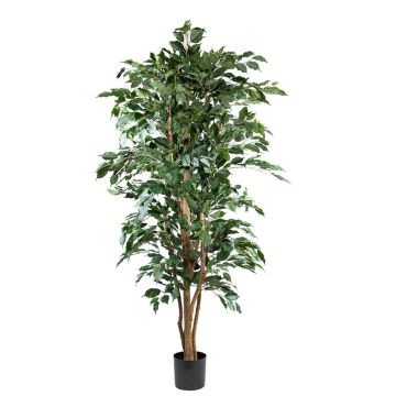 Artificial plant Ficus benjamina AKAHI, natural trunk, green, 6ft/180cm