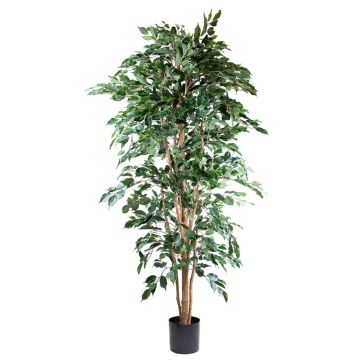 Artificial plant Ficus benjamina AKAHI, natural trunk, green, 7ft/210cm