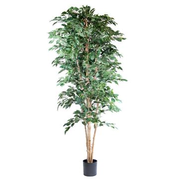 Artificial plant Ficus benjamina AKAHI, natural trunk, green, 8ft/240cm
