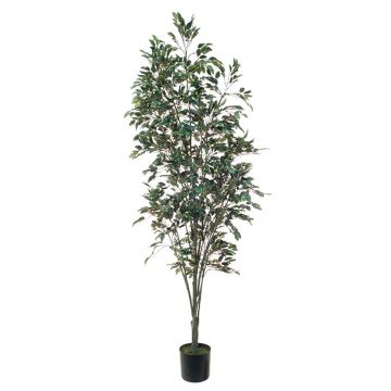 Artificial plant Ficus Benjamina BRATKO, artificial trunk, green-white, 7ft/220cm