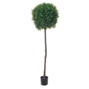 Artificial boxwood tree TOM, real trunk, 5ft/150cm, Ø 16"/40cm
