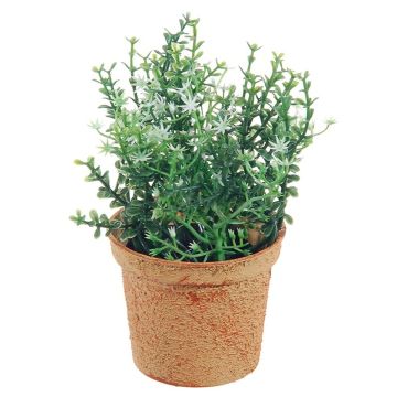 Decorative plant Thyme SUNNIVA with blossoms, decorative pot, green-white, 5.1"/13cm