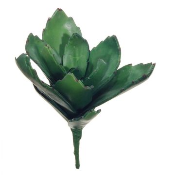 Decorative succulent Kalanchoe thyrsiflora MATTS, spike, green, 7.1"/18cm