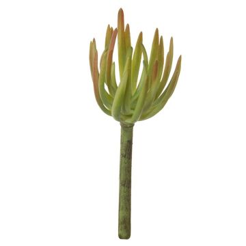 Decorative Sedum pachyphyllum KAIKALE, spike, green-red, 8"/21cm, Ø 2.8"/7cm