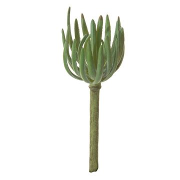 Decorative Sedum pachyphyllum KAIKALE, spike, green, 8"/21cm, Ø 2.8"/7cm