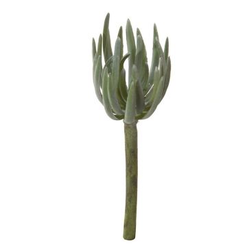 Decorative Sedum pachyphyllum KAIKALE, spike, grey-green, 8"/21cm, Ø 2.8"/7cm