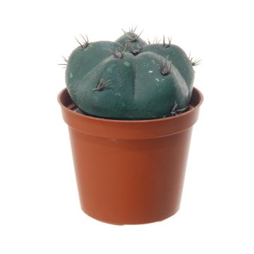 Artificial Bishop's cap cactus MUNAS, green, 3.9"/10cm, Ø 3.1"/8cm